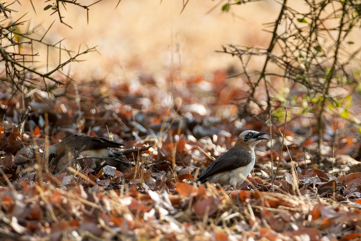 Bare-cheeked Babbler - ML613612958