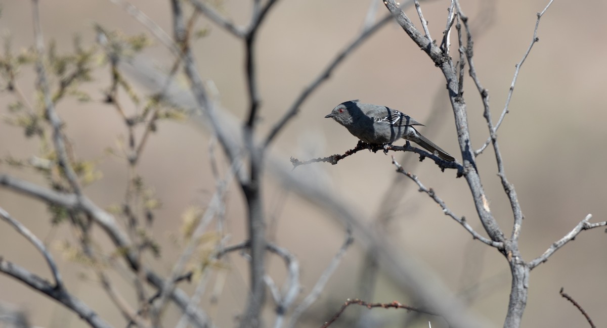 Phainopepla - ML613612991