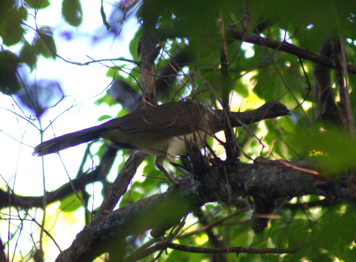 White-bellied Chachalaca - ML613612996