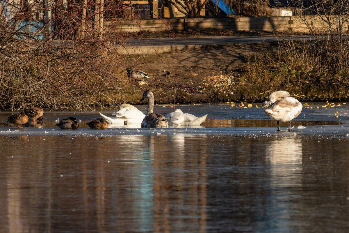 Mute Swan - ML613613007