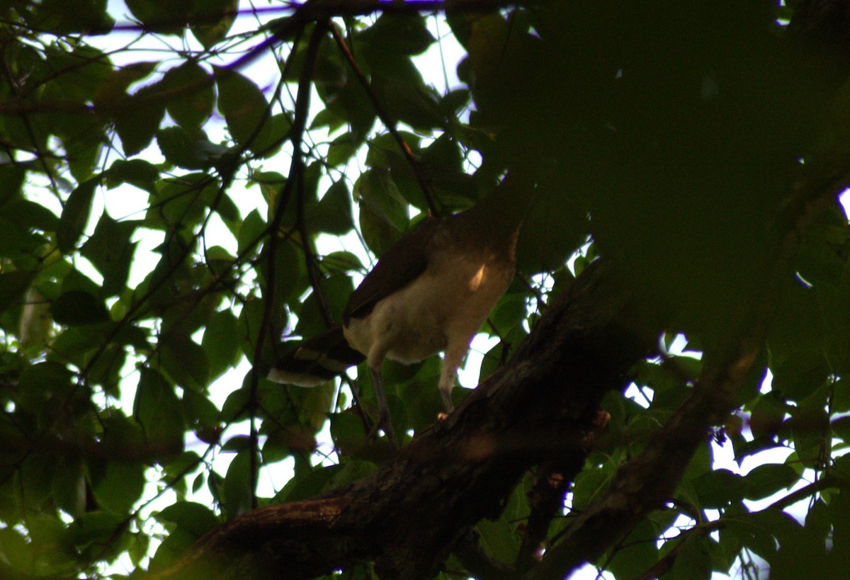 White-bellied Chachalaca - ML613613023