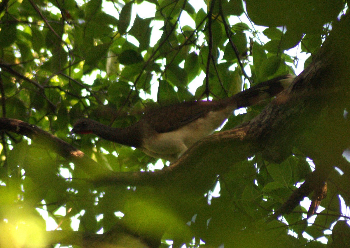 White-bellied Chachalaca - ML613613032