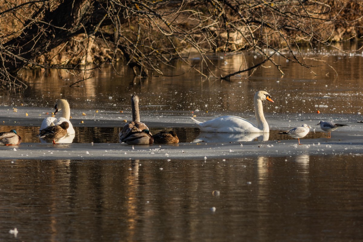 Höckerschwan - ML613613035