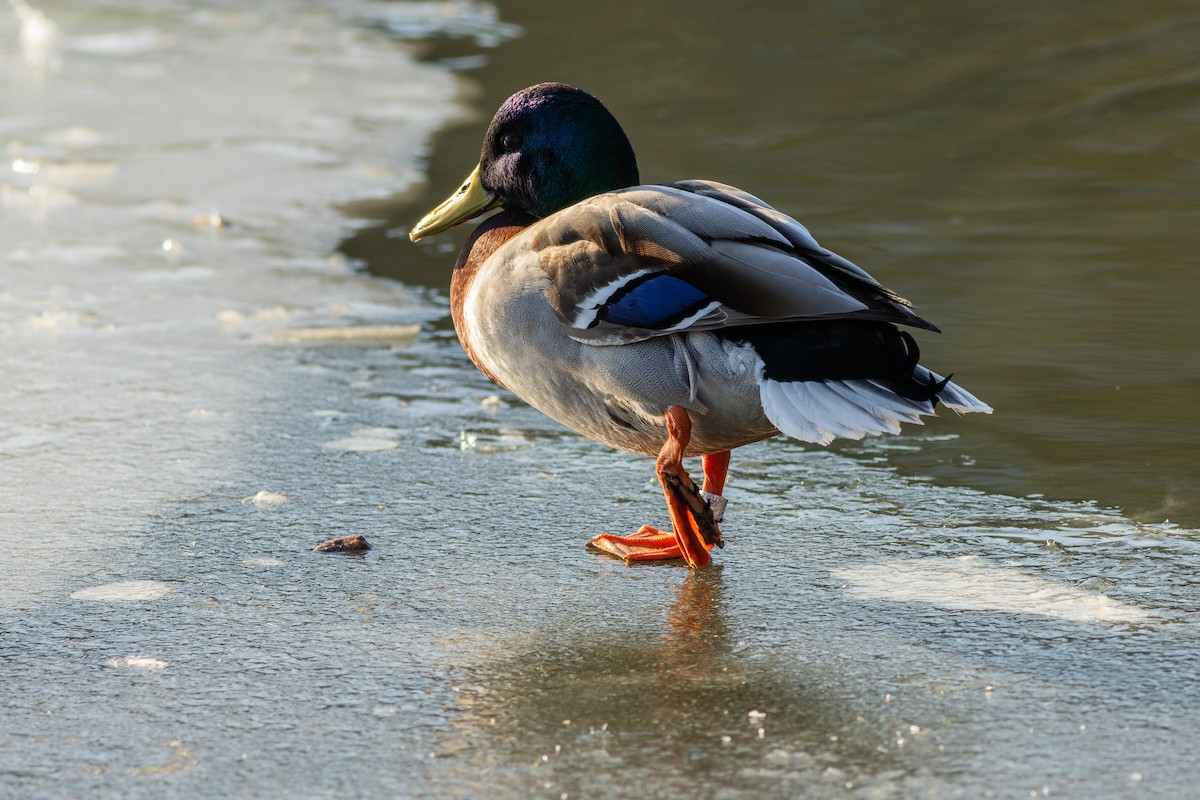 Mallard - Gabi Uhrova