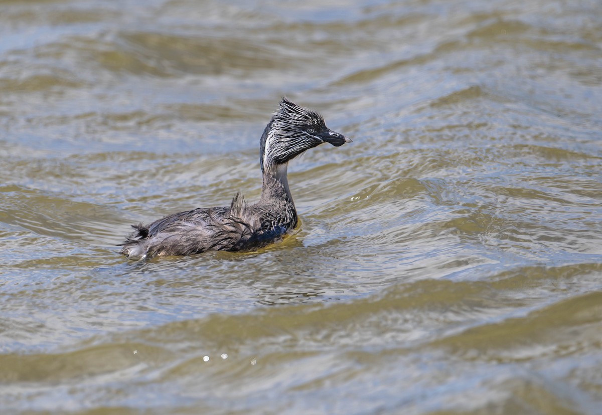 Hoary-headed Grebe - ML613613116