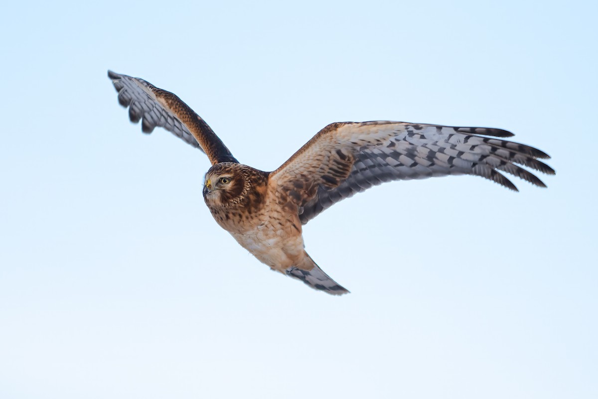 Northern Harrier - ML613613122