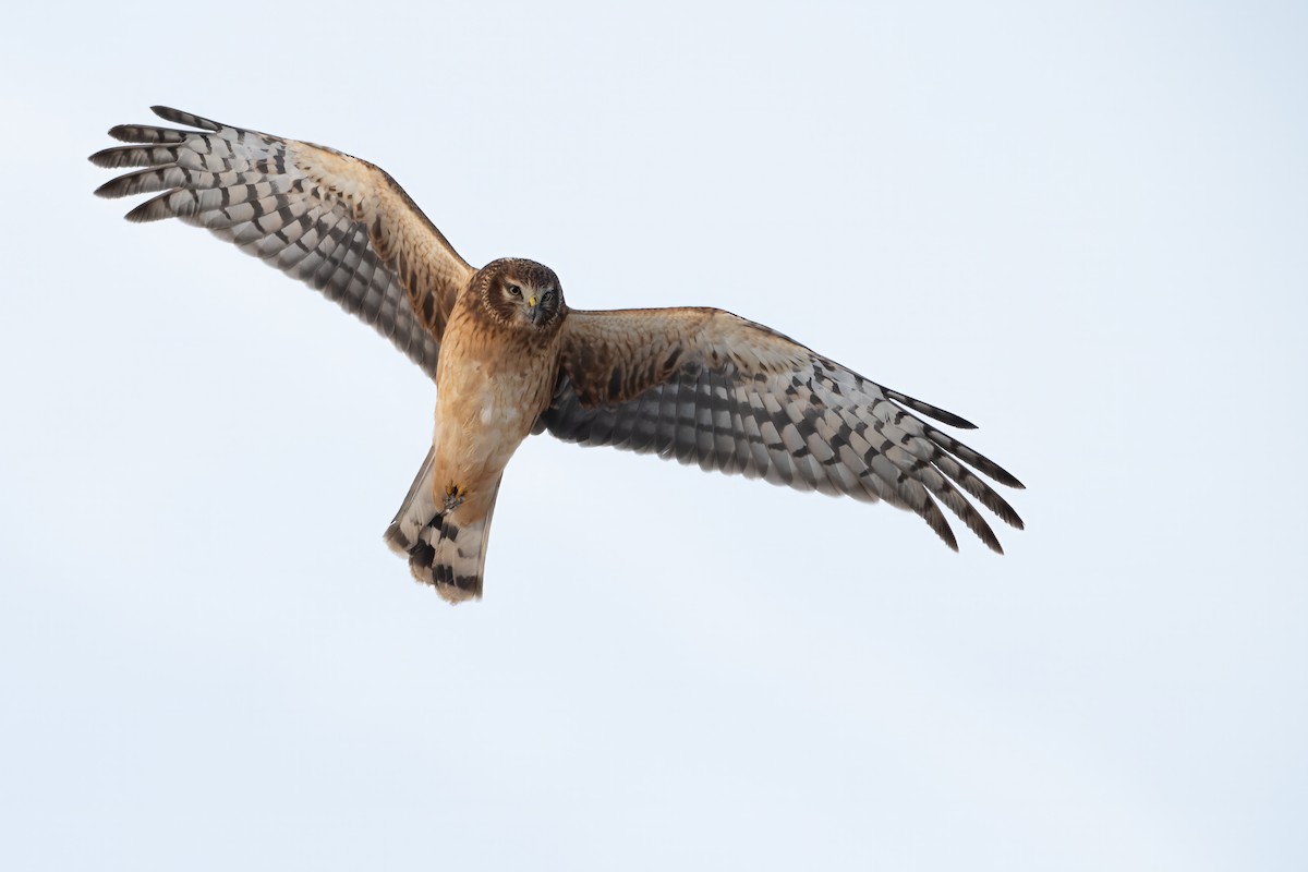 Northern Harrier - Matthew Dolkart