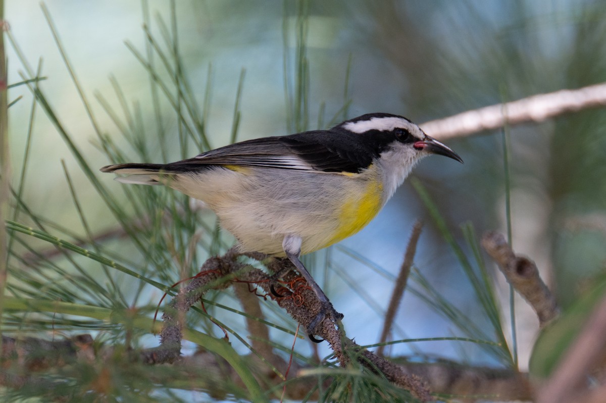 Bananaquit - Mark Stockfish