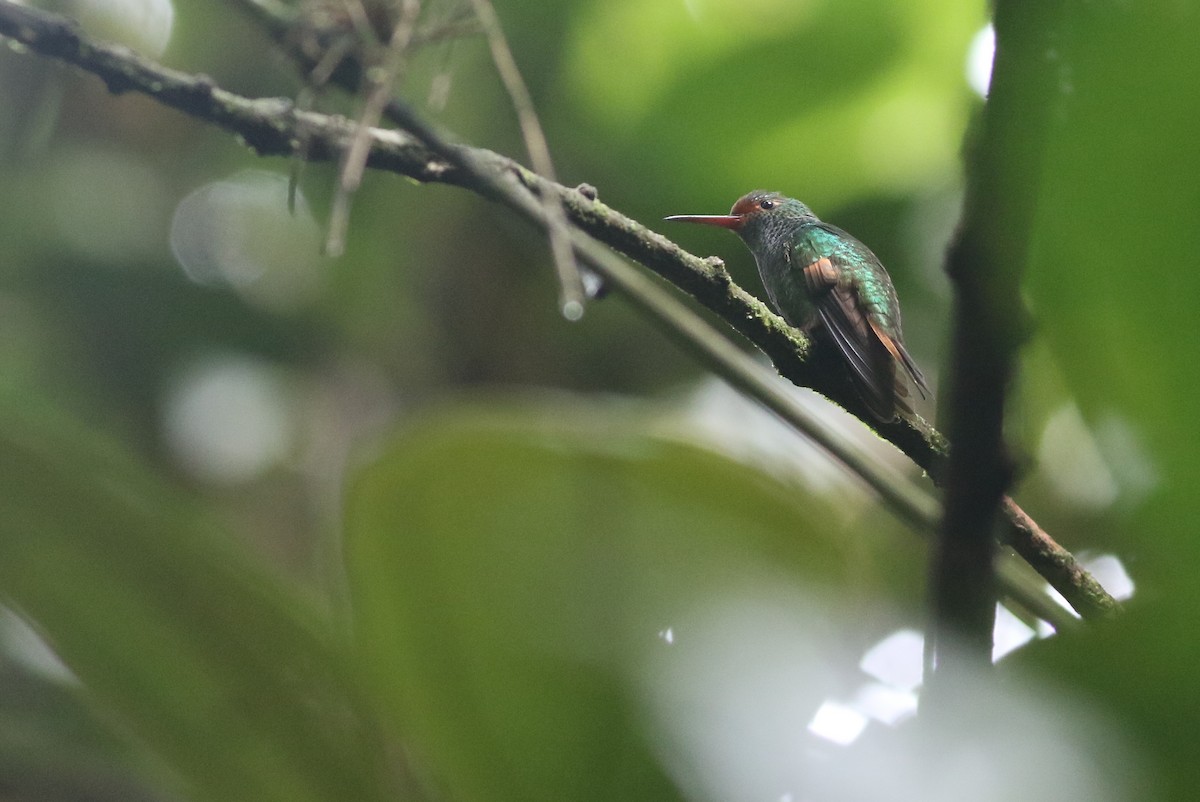 Панамский колибри - ML613613172