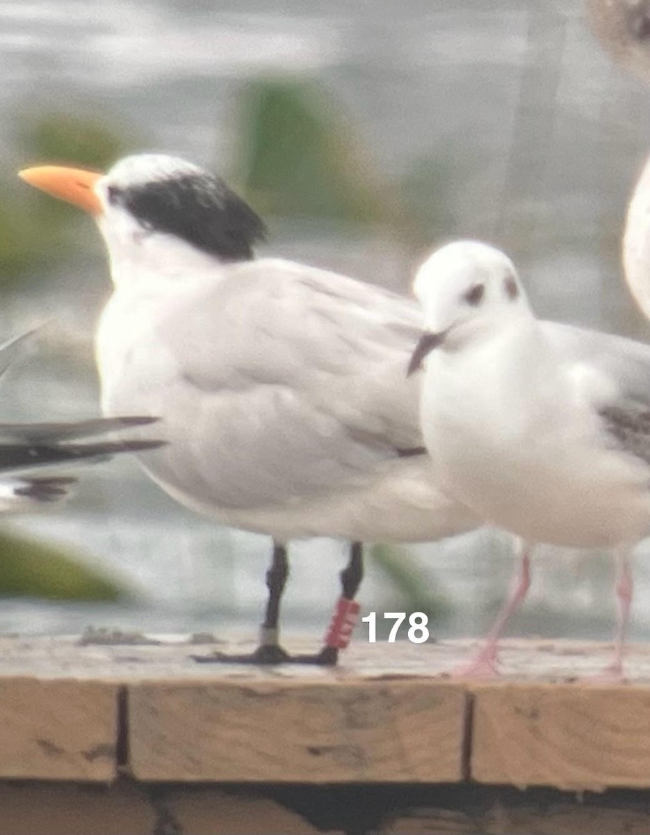 Royal Tern - ML613613174