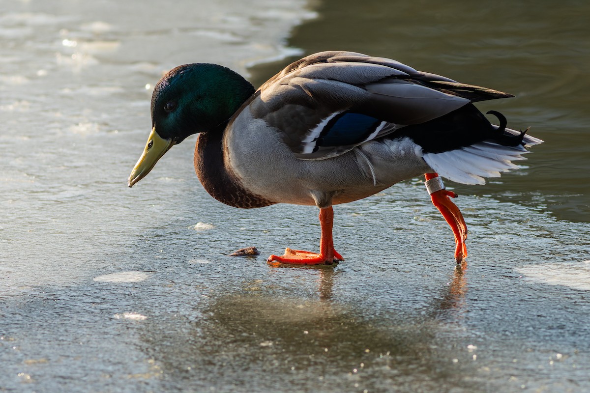 Canard colvert - ML613613177