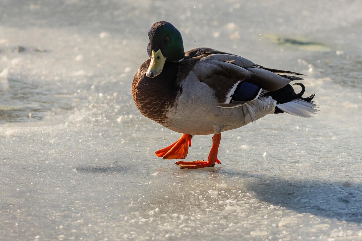 Mallard - Gabi Uhrova