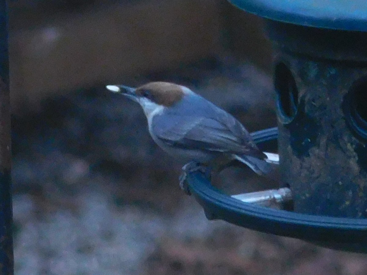 Brown-headed Nuthatch - ML613613259