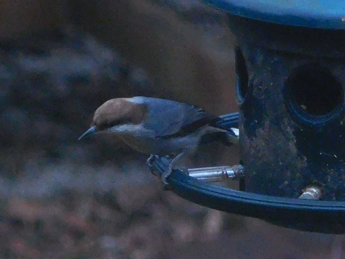 Brown-headed Nuthatch - ML613613265