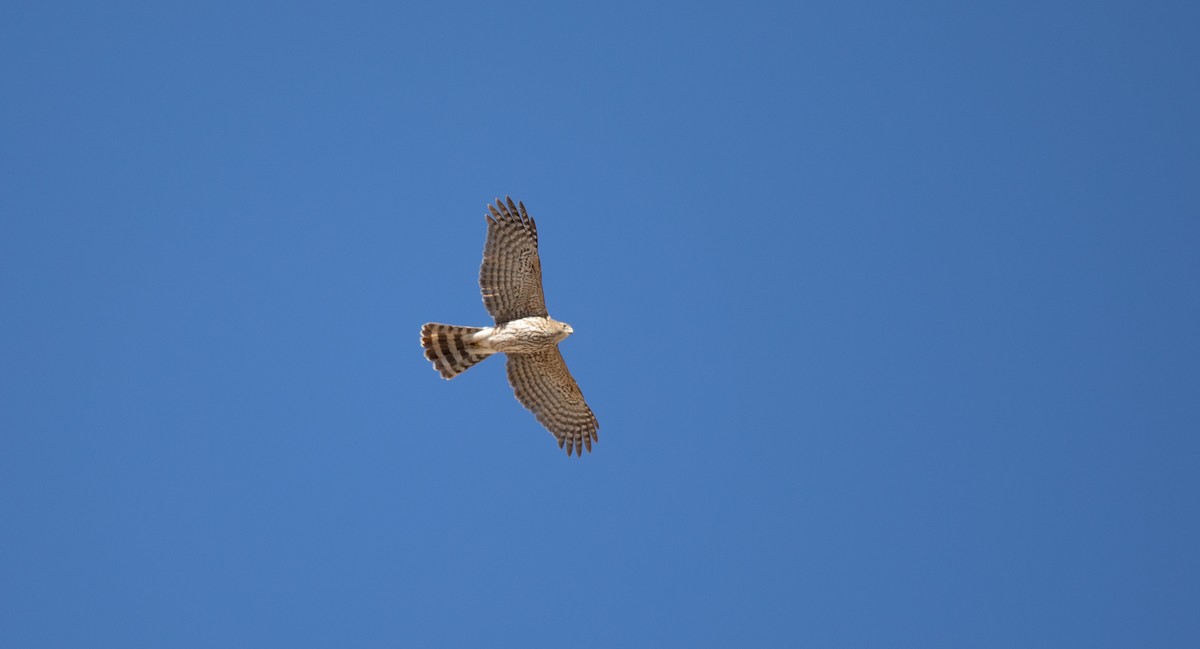 Cooper's Hawk - ML613613292