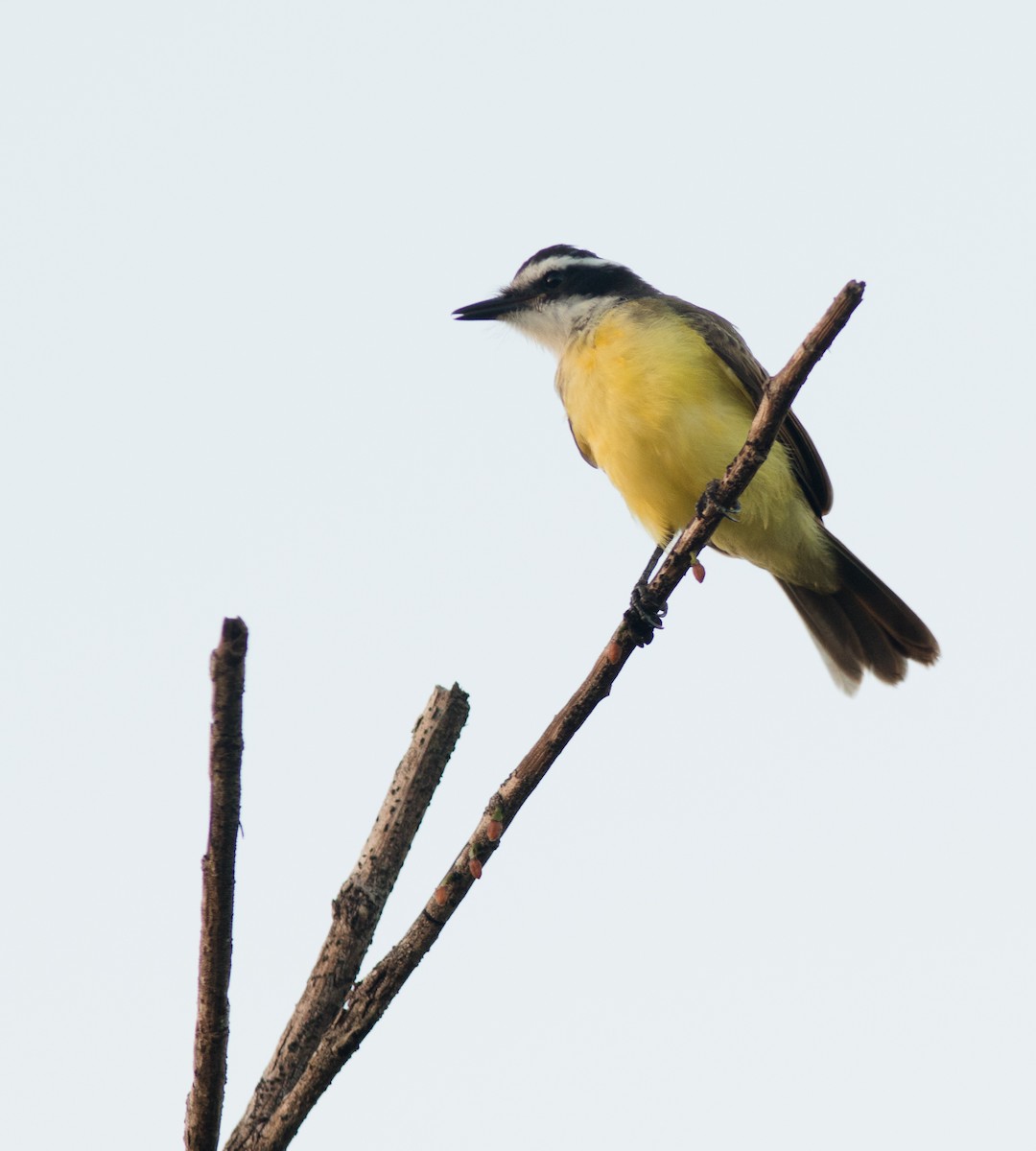 Lesser Kiskadee - Pablo  Cerqueira