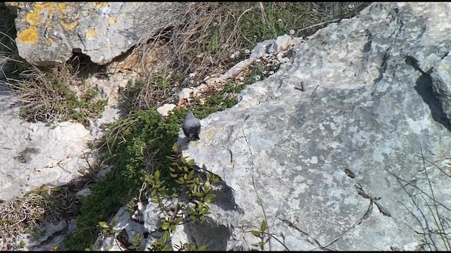 Wallcreeper - ML613613429