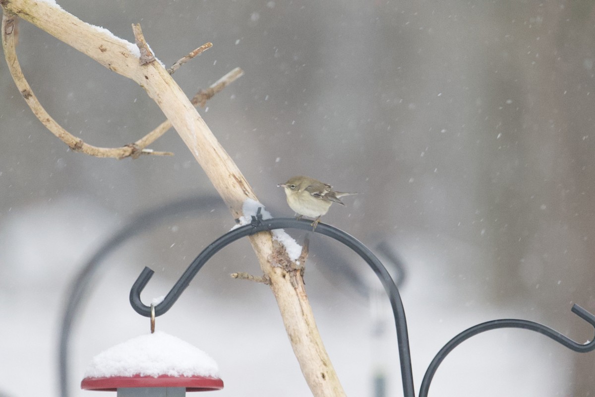 Pine Warbler - Matt Altieri