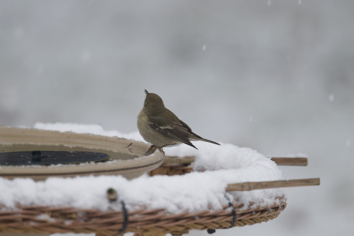 Pine Warbler - Matt Altieri