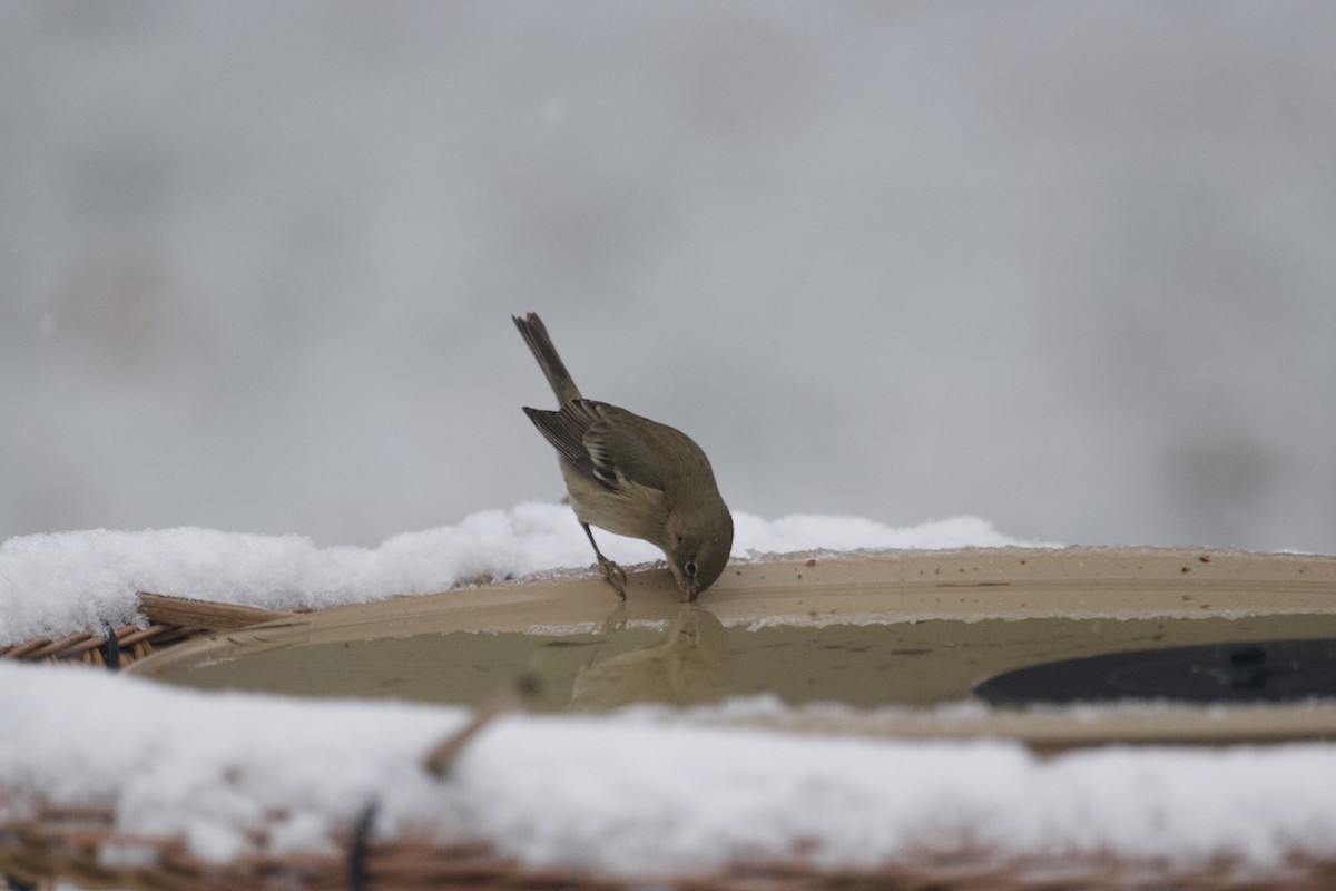 Pine Warbler - Matt Altieri