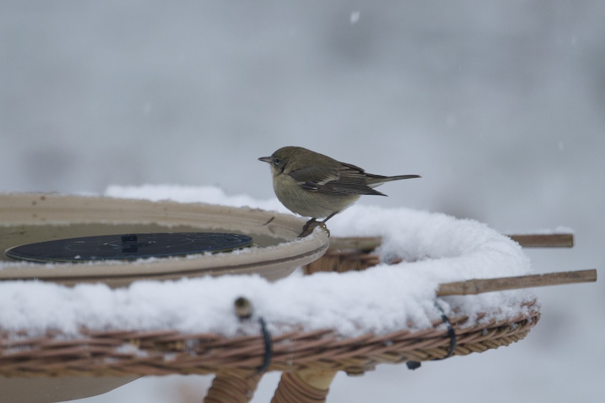 Pine Warbler - Matt Altieri