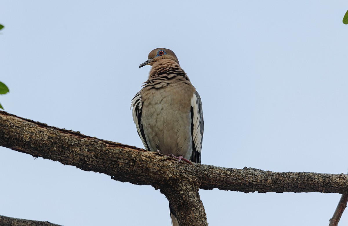 White-winged Dove - ML613613466