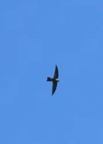 Mariana Swiftlet - ML613613596