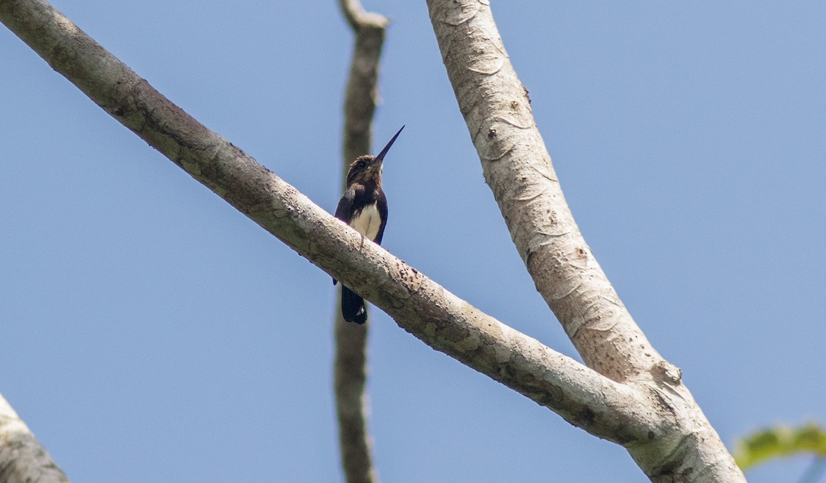 Brown Jacamar - ML613613702