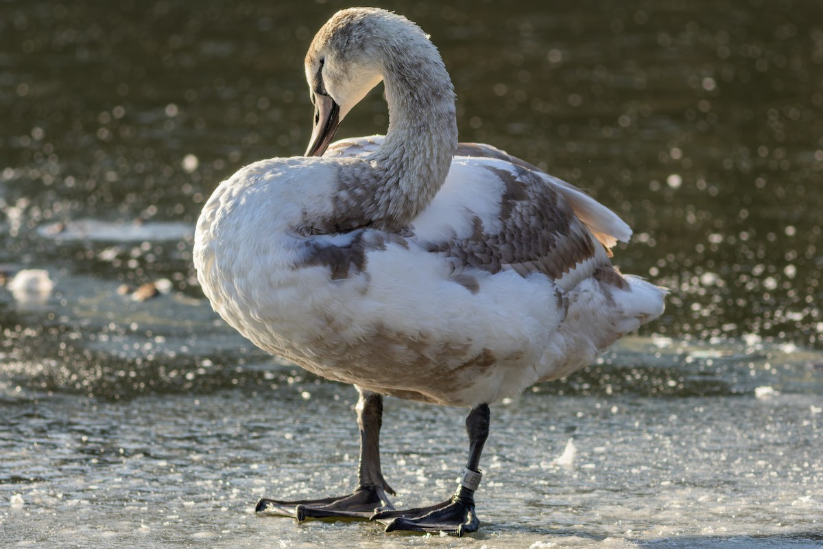 Mute Swan - Gabi Uhrova