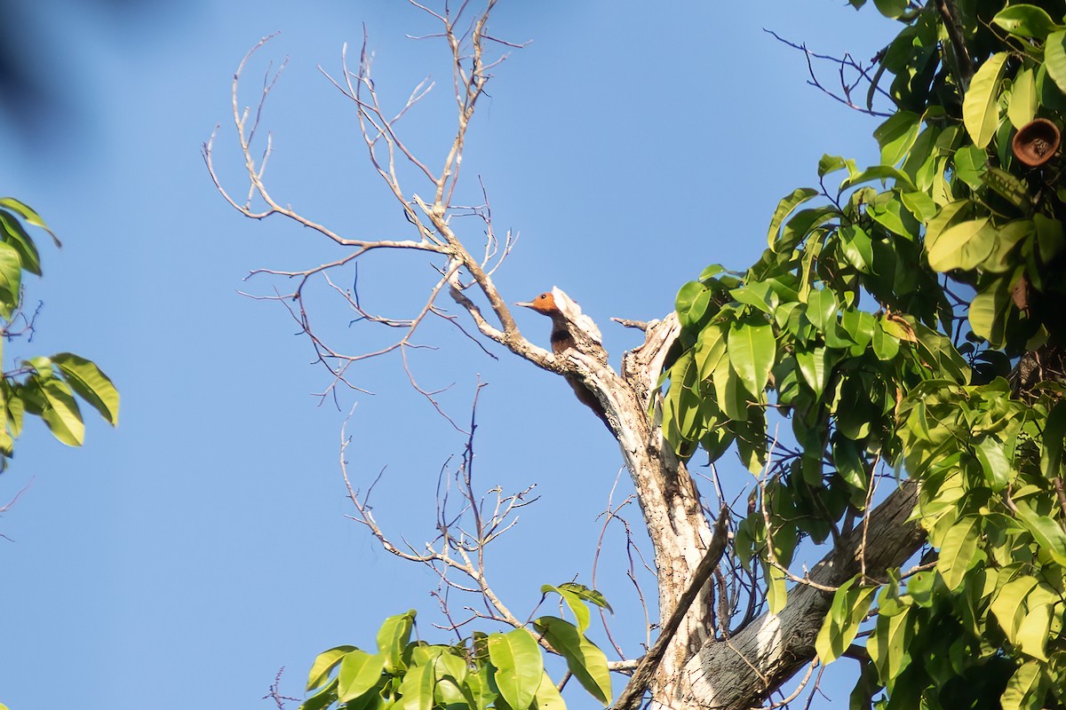 Ringed Woodpecker - ML613613780