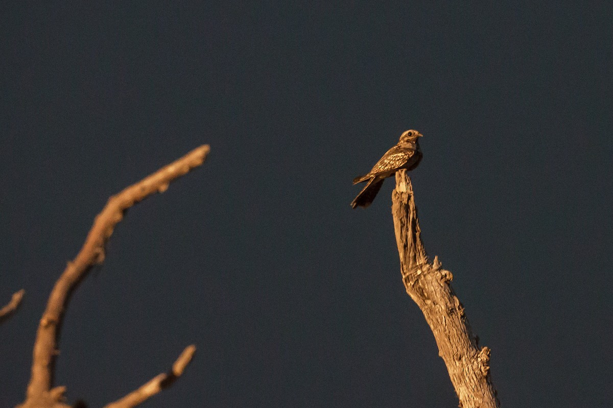 Rufous-cheeked Nightjar - Anonymous