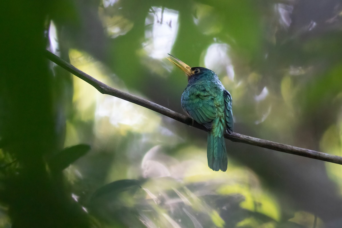 Jacamar à joues bleues - ML613613896