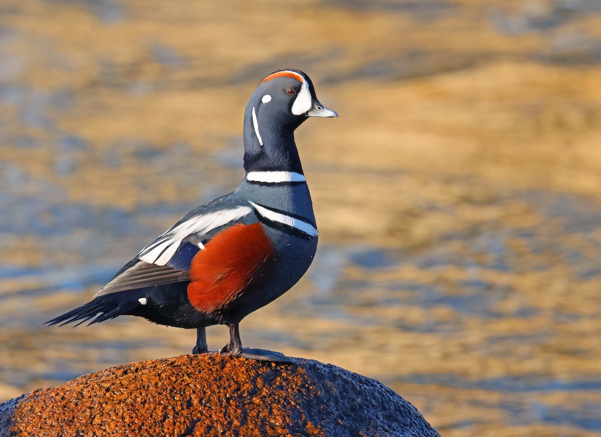 Harlequin Duck - ML613613899