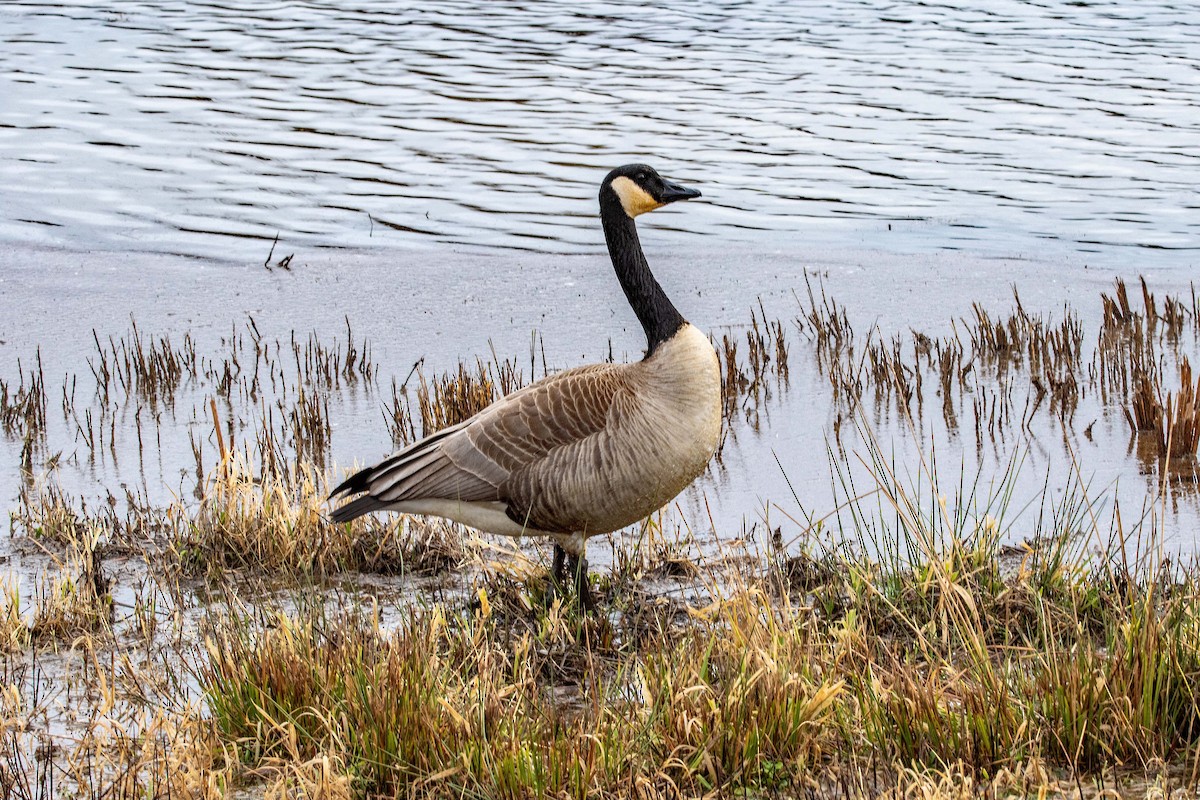 Canada Goose - ML613613904