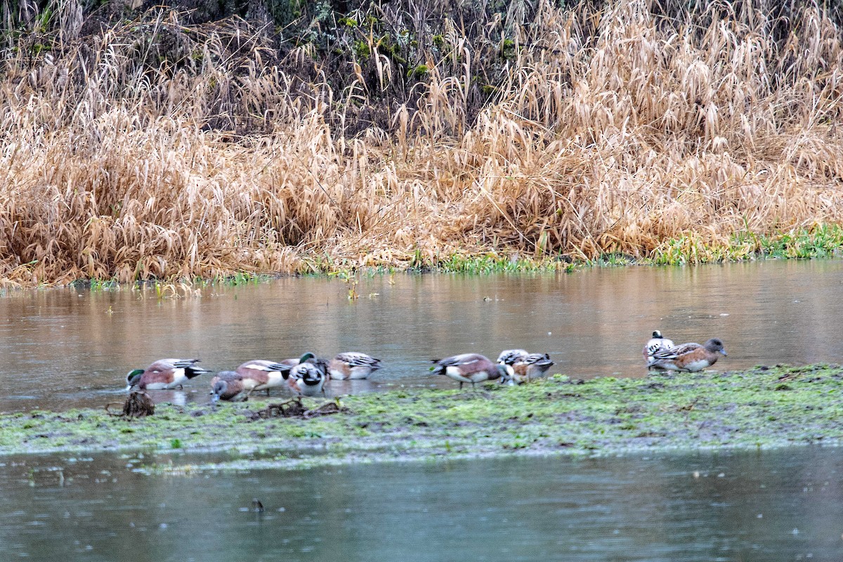 American Wigeon - ML613613909