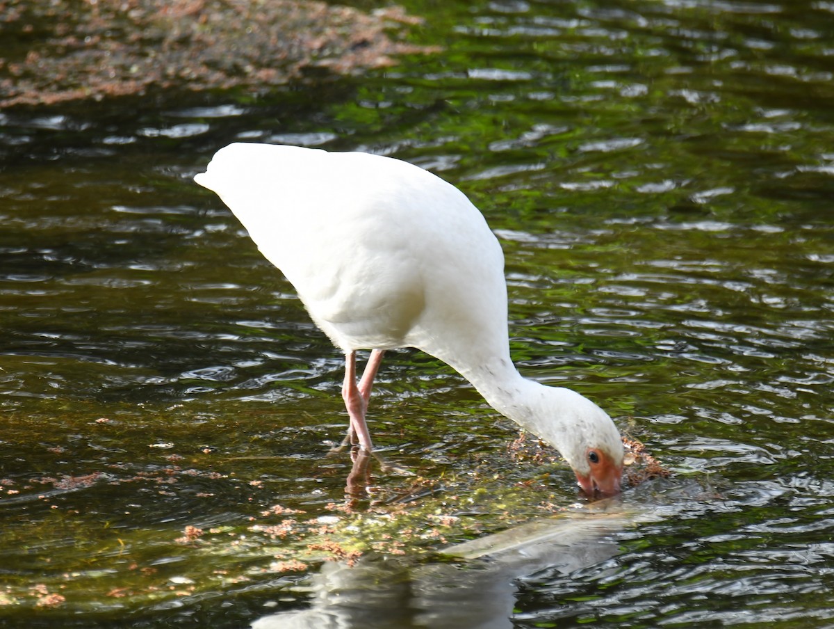 ibis bílý - ML613613927