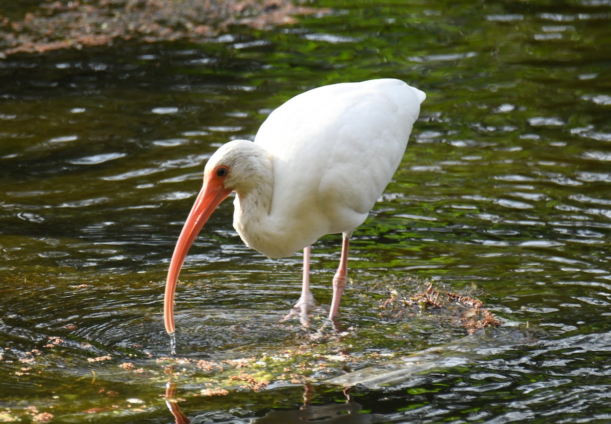 ibis bílý - ML613613928