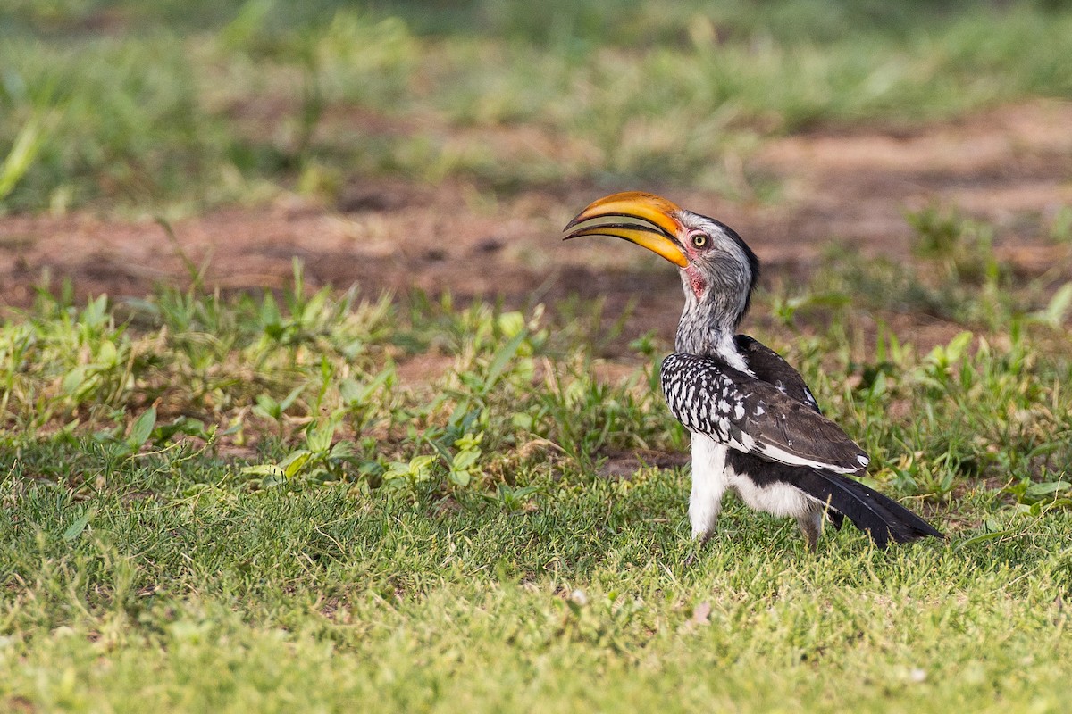 Southern Red-billed Hornbill - Anonymous