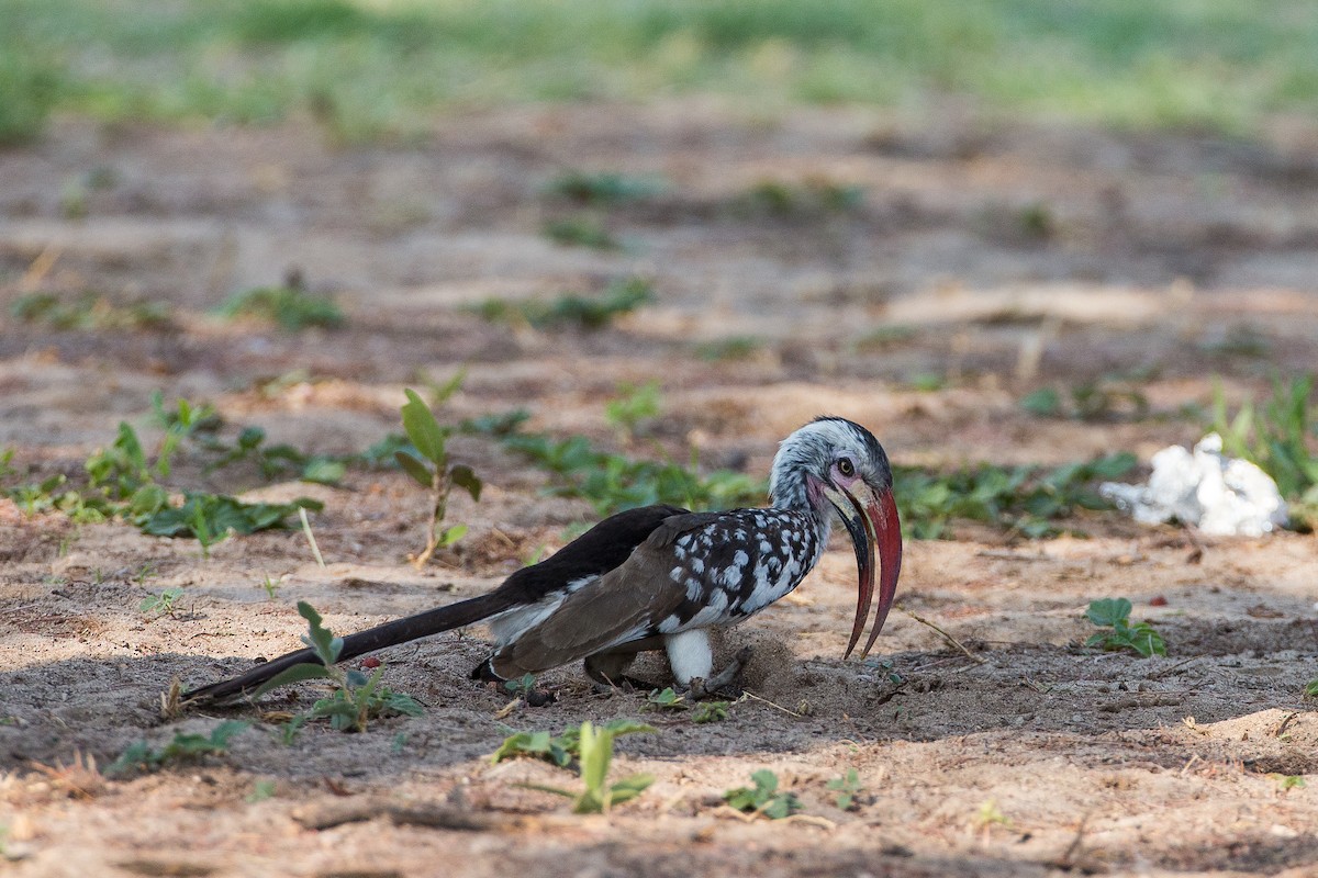 Southern Red-billed Hornbill - Anonymous