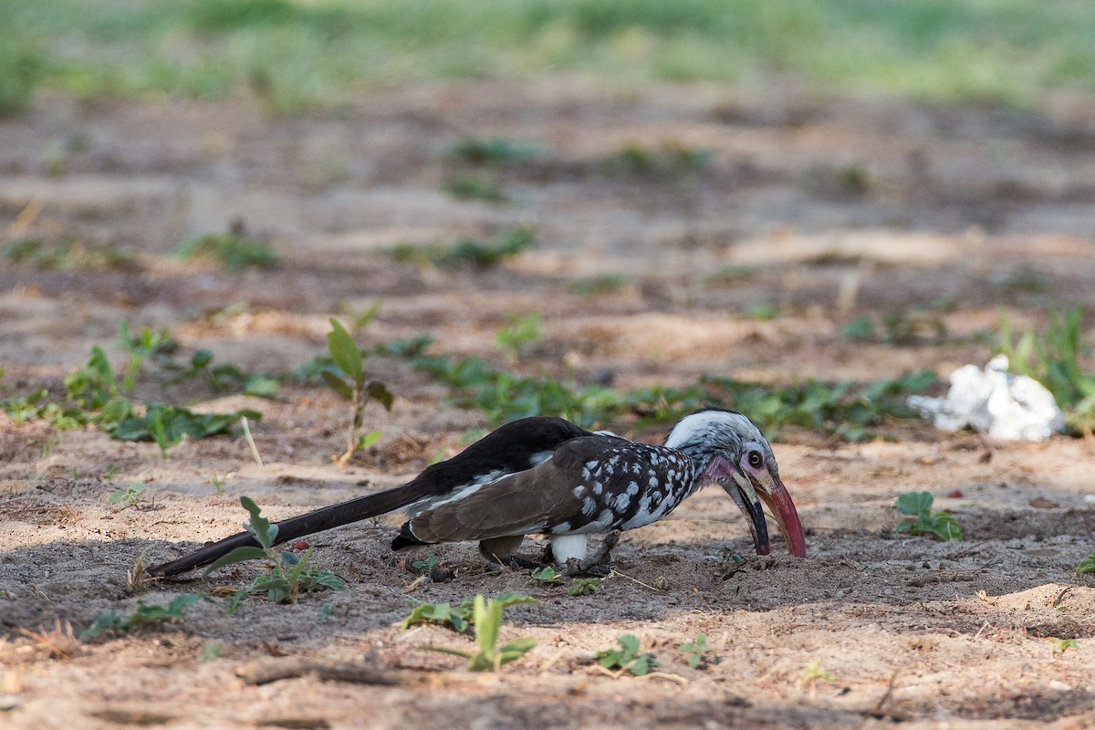 Southern Red-billed Hornbill - ML613613973