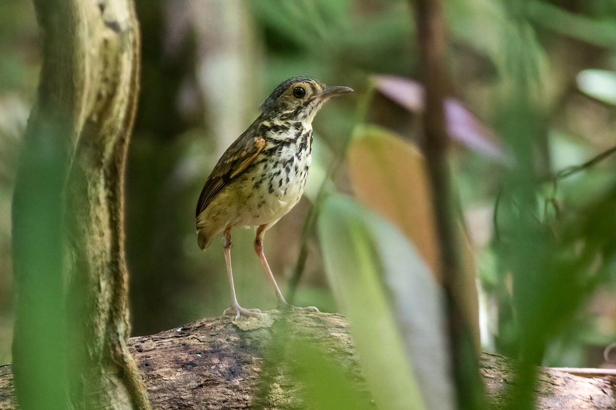 Snethlage's Antpitta - Pablo  Cerqueira