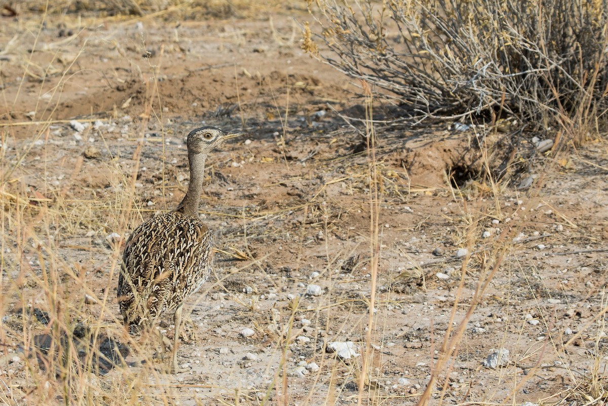 Red-crested Bustard - ML613613984