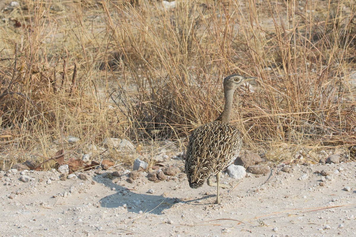 Red-crested Bustard - Anonymous