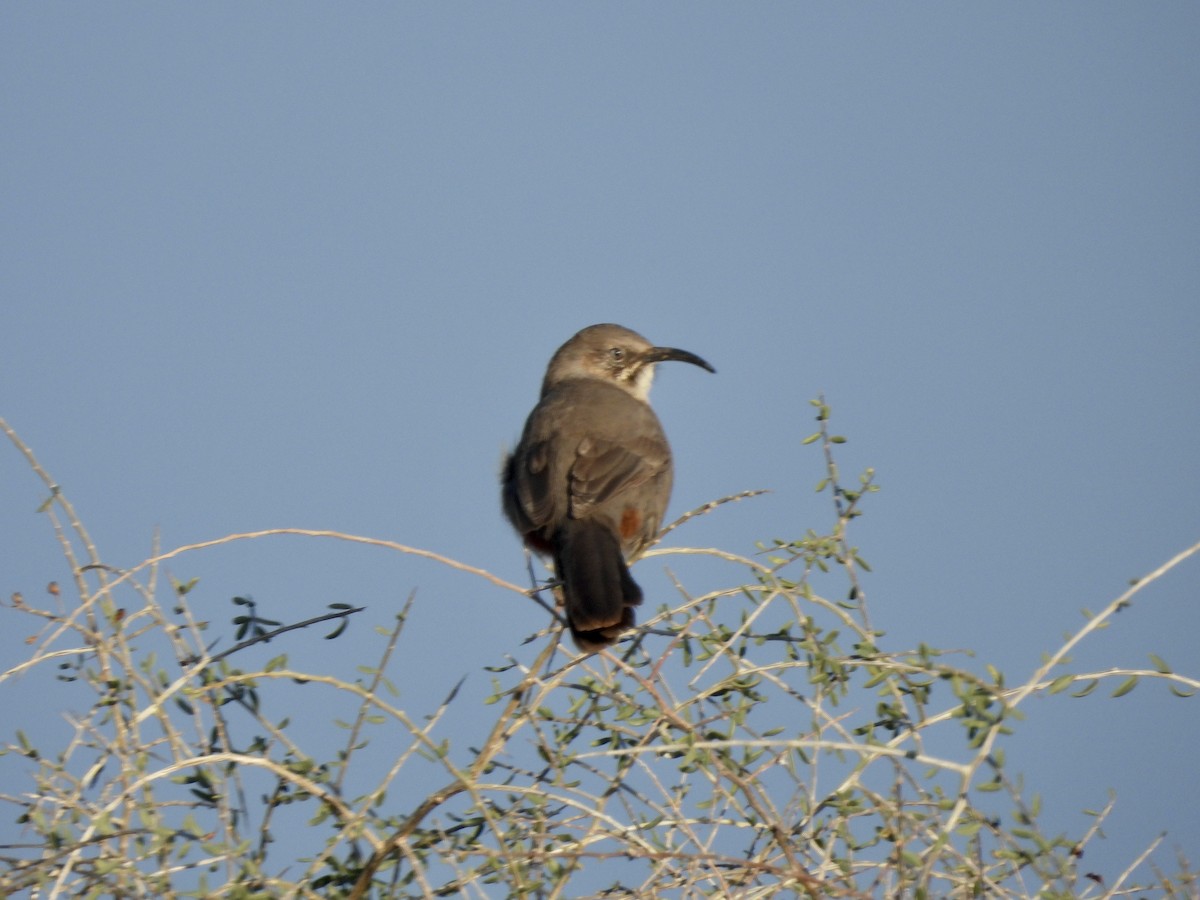 Crissal Thrasher - ML613613988