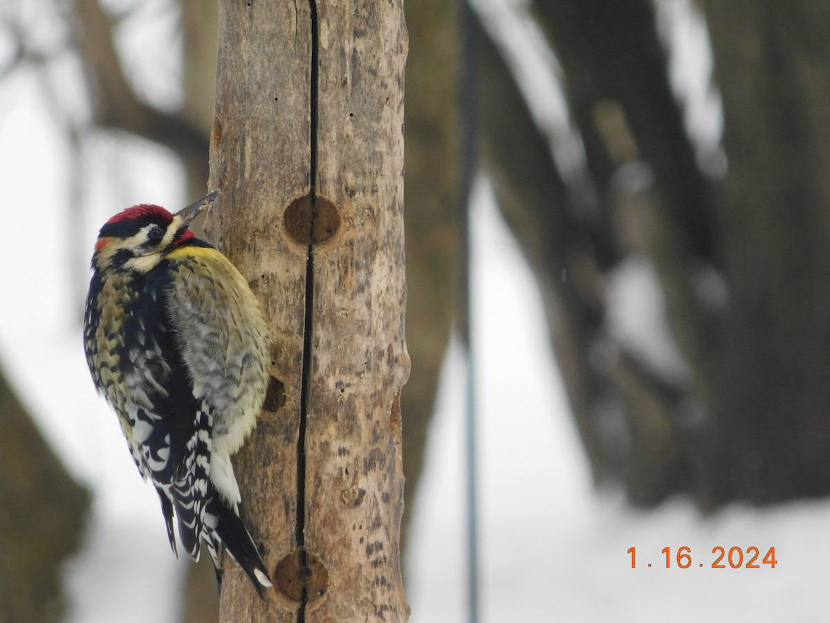 Yellow-bellied Sapsucker - ML613614012