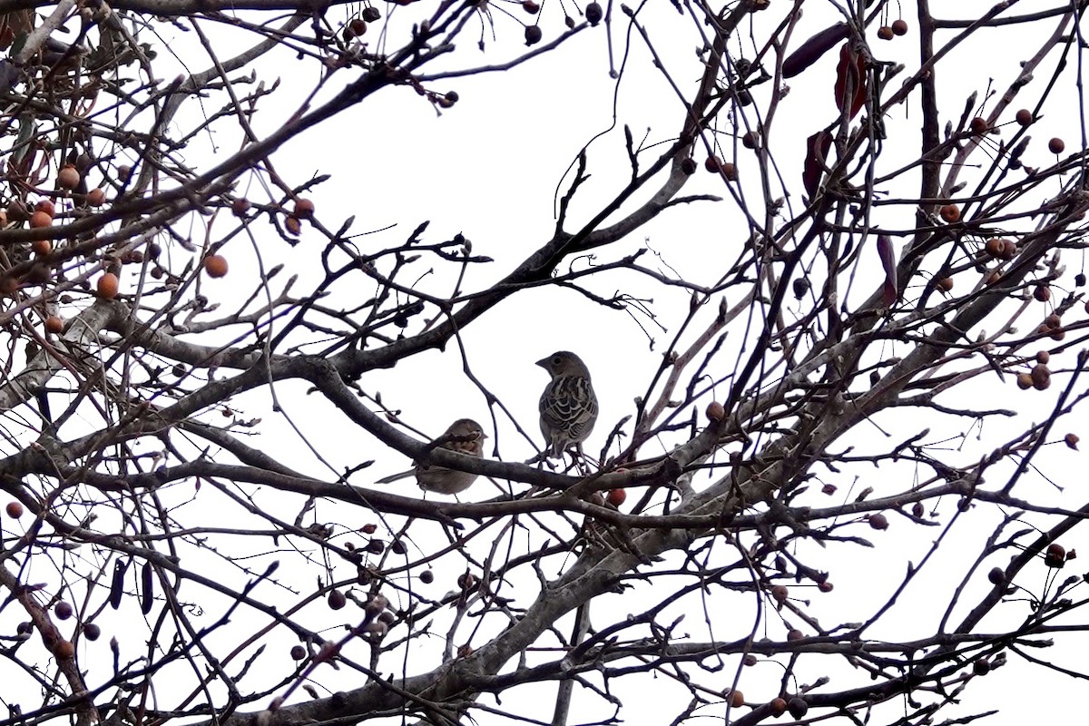 Dickcissel - ML613614070