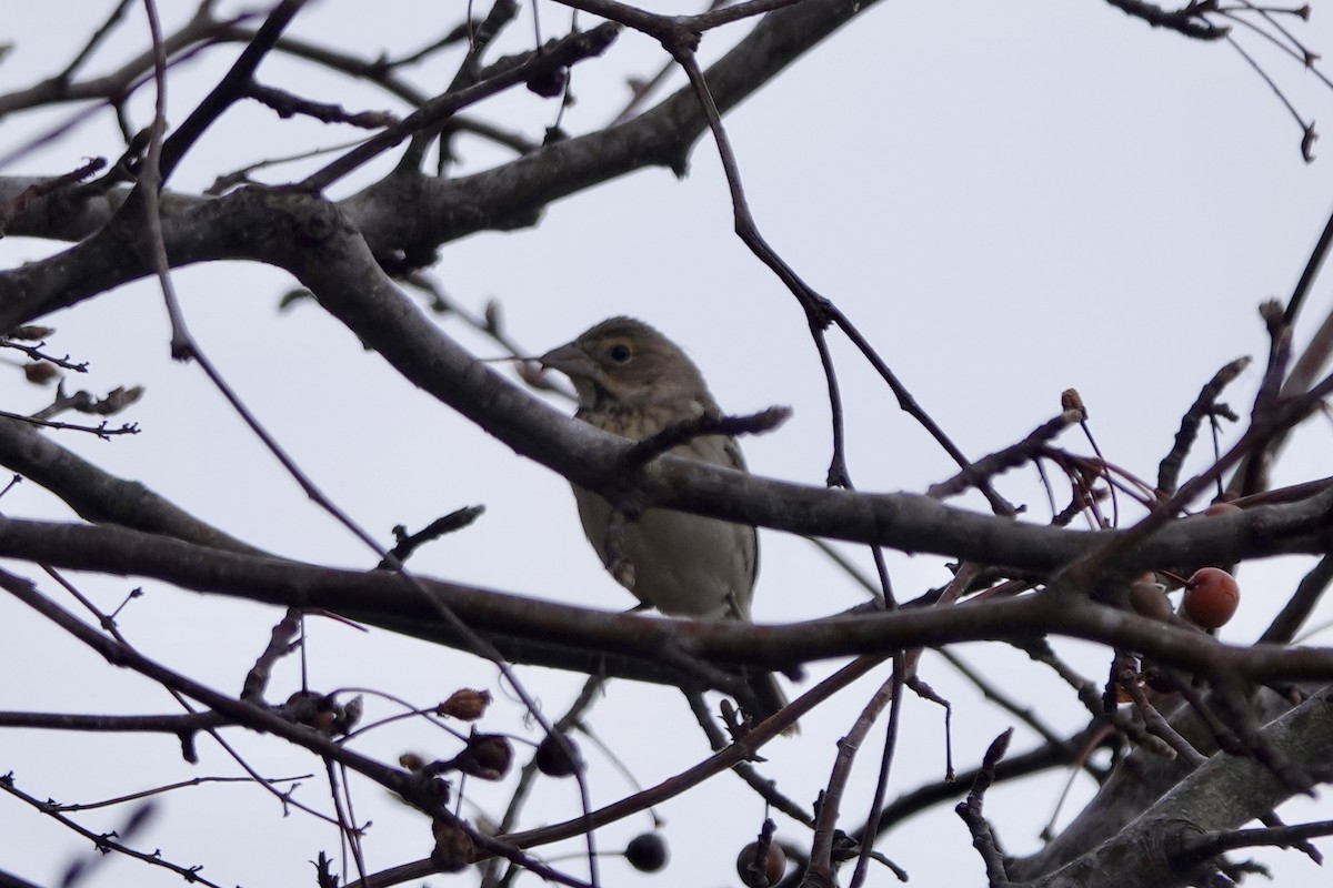 Dickcissel - ML613614071