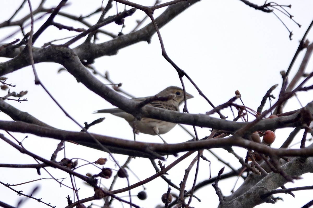 Dickcissel - ML613614072