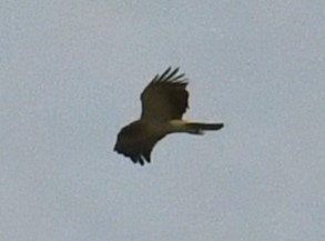 Booted Eagle - ML613614090