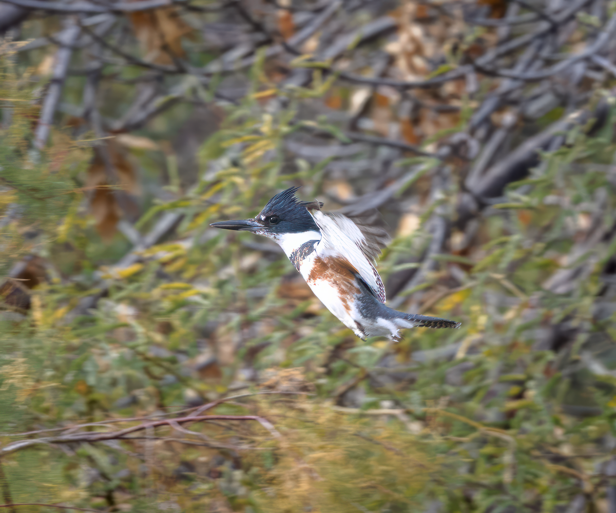 Belted Kingfisher - ML613614116